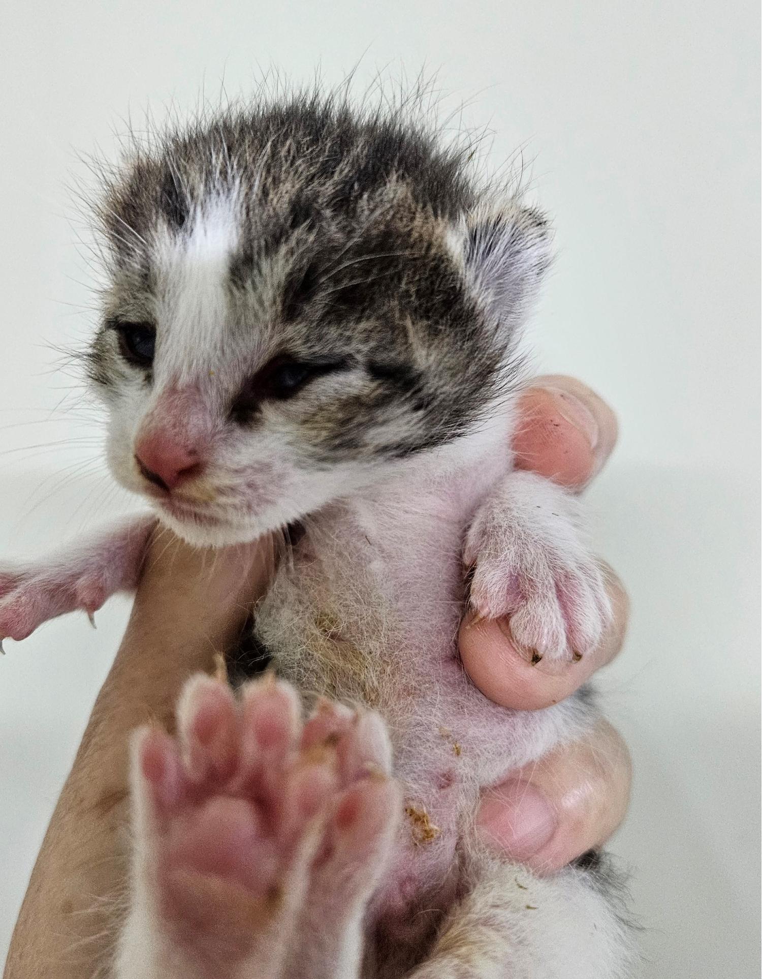 대구유기동물보호센터_427342202300389