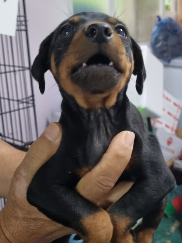 밀양시동물보호센터_448536202301393