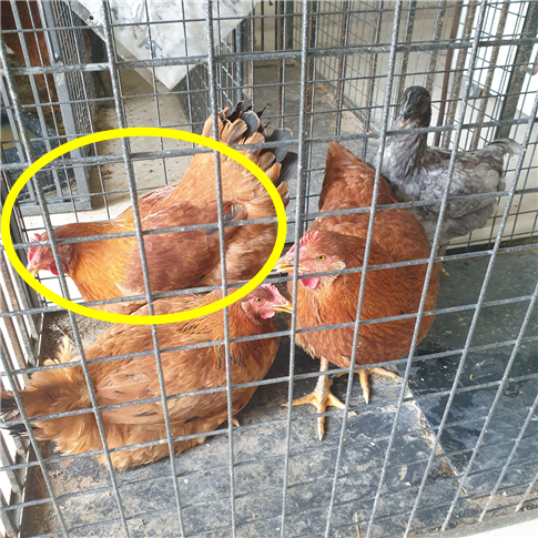 남양동물보호센터_441553202301910