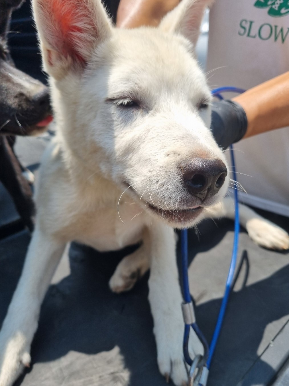 밀양시동물보호센터_448536202301389