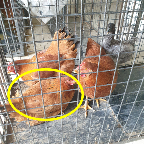 남양동물보호센터_441553202301909