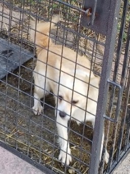 밀양시동물보호센터_448536202301386