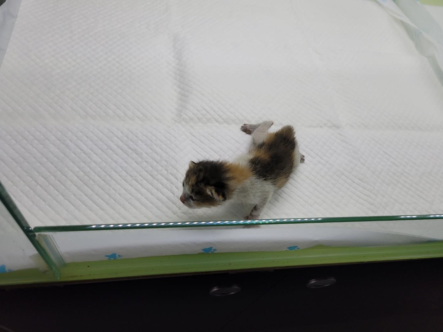 하얀비둘기_426328202300124