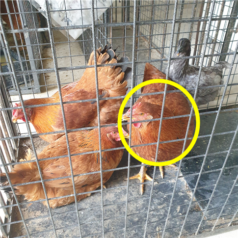 남양동물보호센터_441553202301907