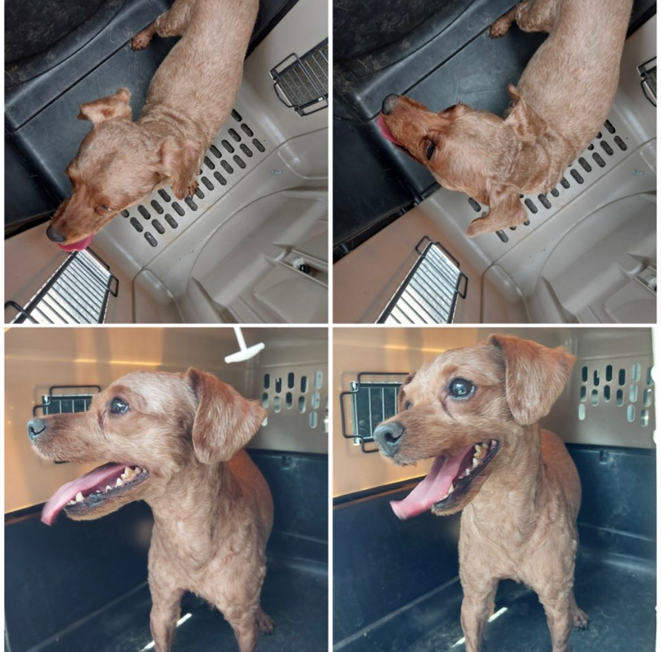 천안시유기동물보호소_444449202301454