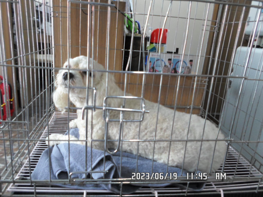 디아크동물종합병원_411319202300269