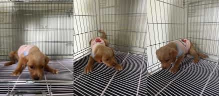 부산동물보호센터_426332202300291