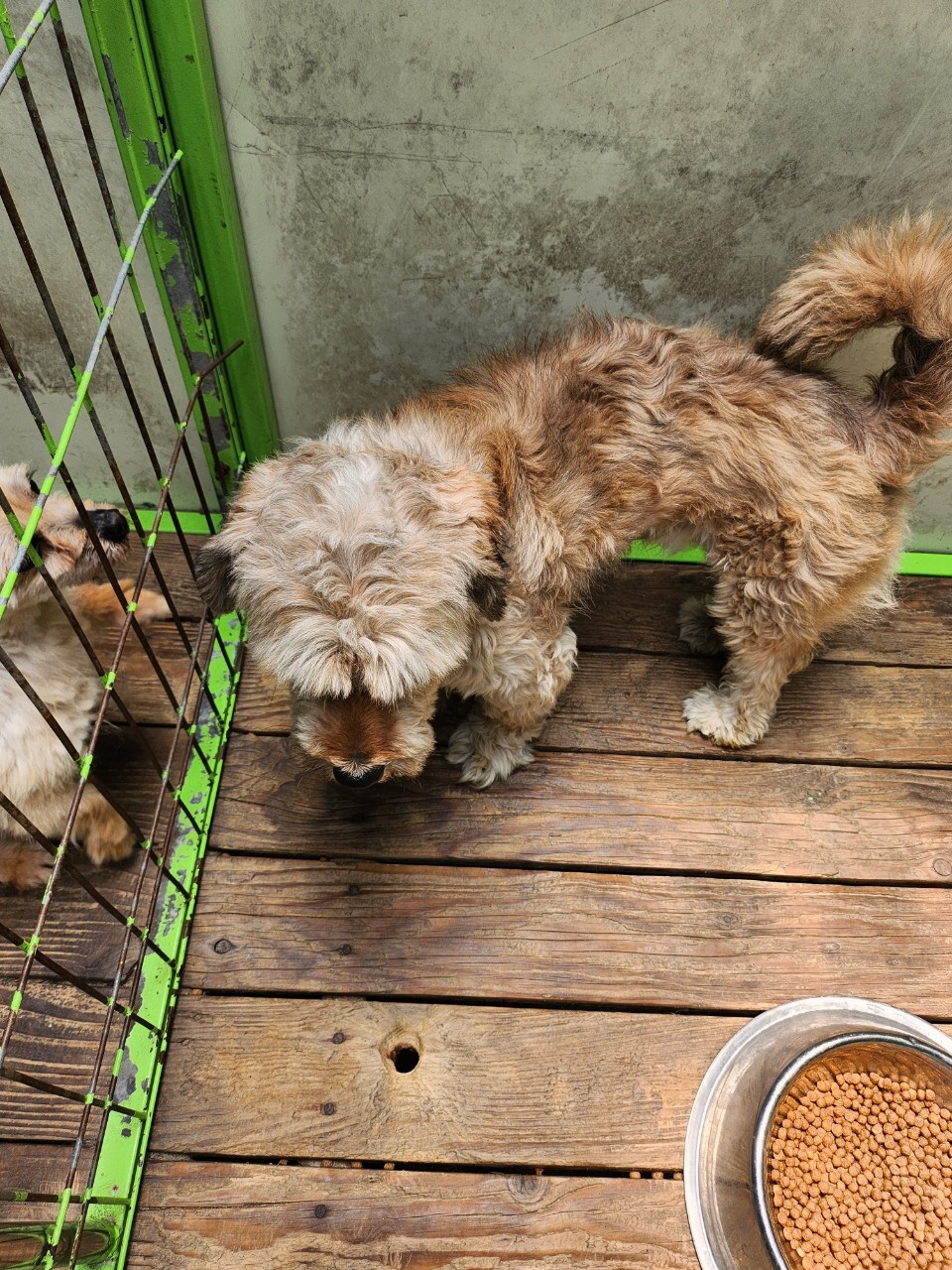 태백시유기동물보호소_442422202300339