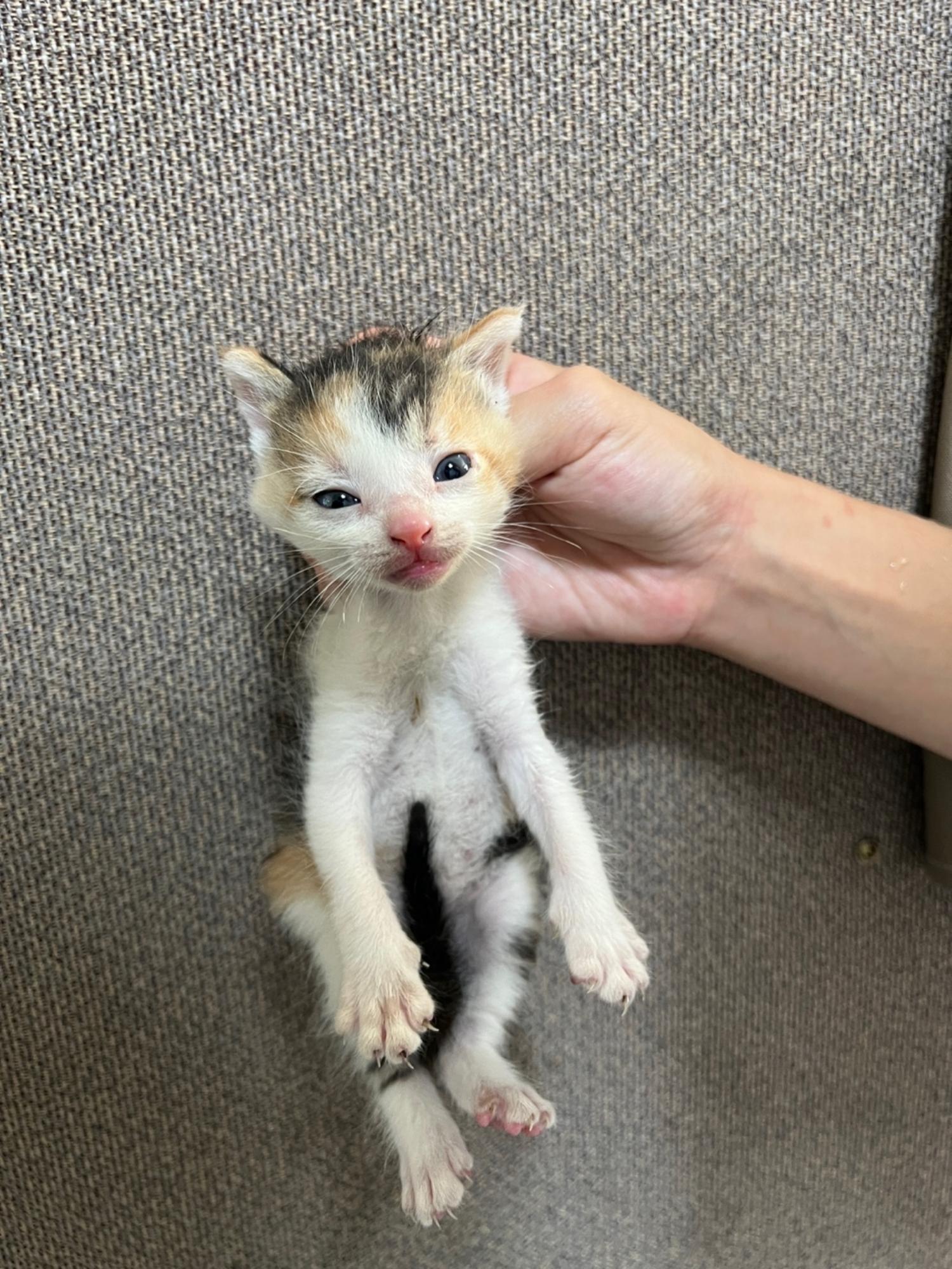 부산동물보호센터_426325202300207