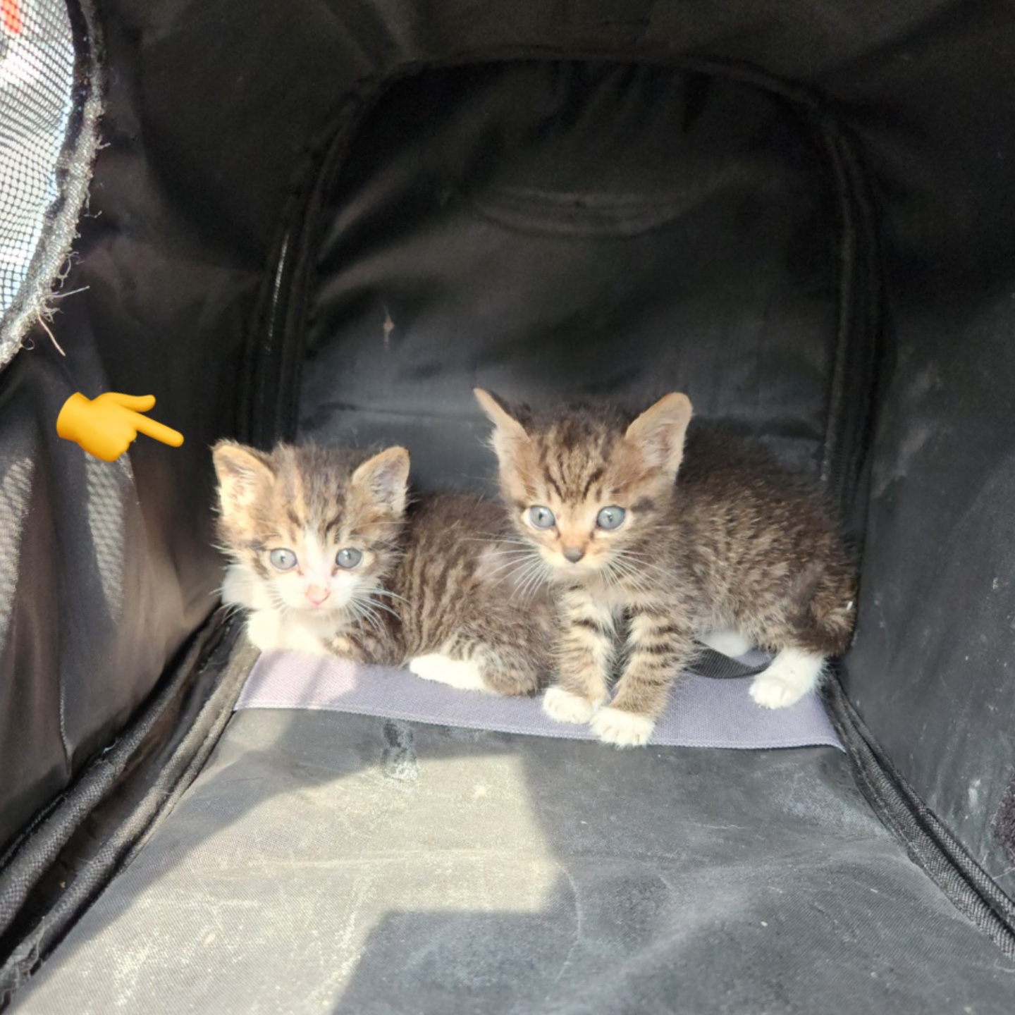 강릉시 동물사랑센터_442420202300344