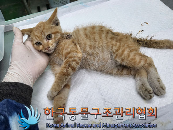 한국동물구조관리협회_411323202300603