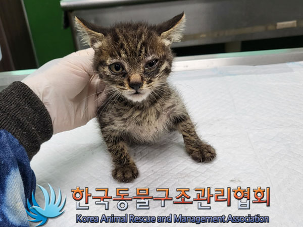 한국동물구조관리협회_411315202300419