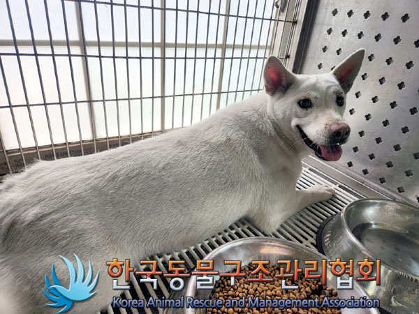 한국동물구조관리협회_441559202300454