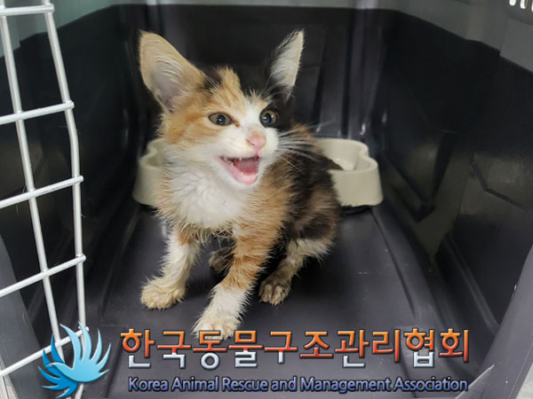 한국동물구조관리협회_441559202300456