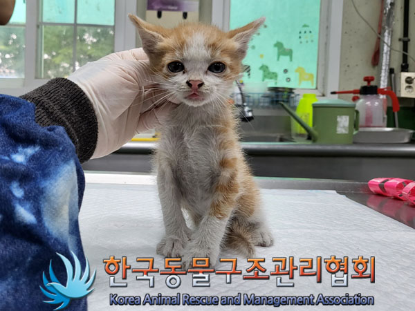 한국동물구조관리협회_411300202300235