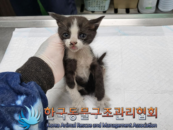 한국동물구조관리협회_411300202300234
