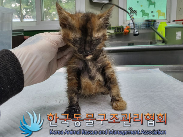 한국동물구조관리협회_441559202300455