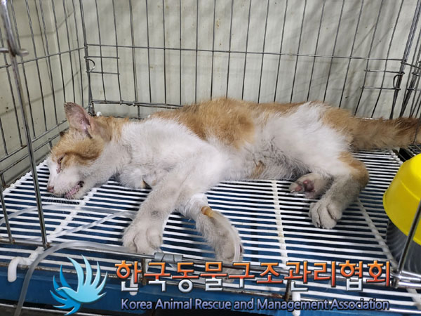 한국동물구조관리협회_411300202300236