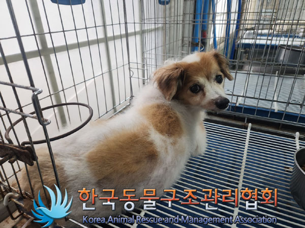 한국동물구조관리협회_411310202300276