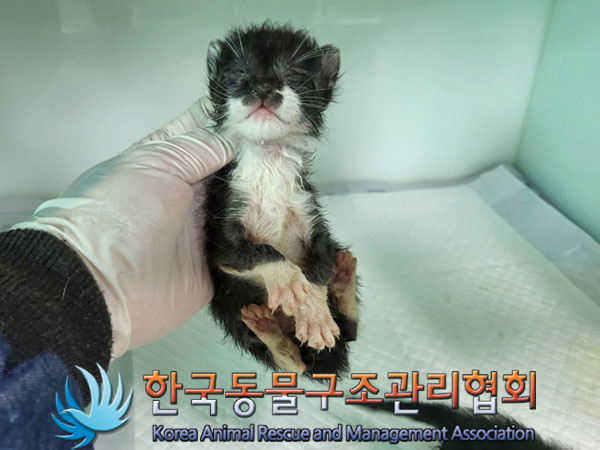 한국동물구조관리협회_411300202300237