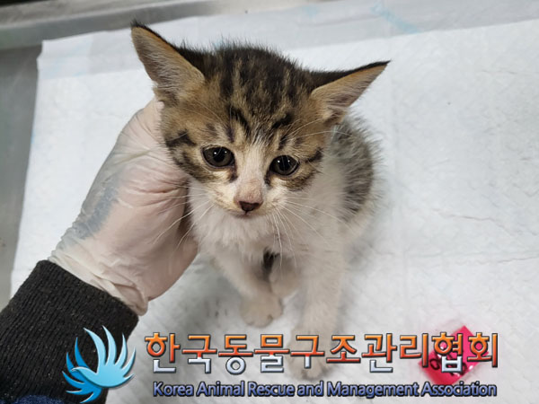 한국동물구조관리협회_411300202300233