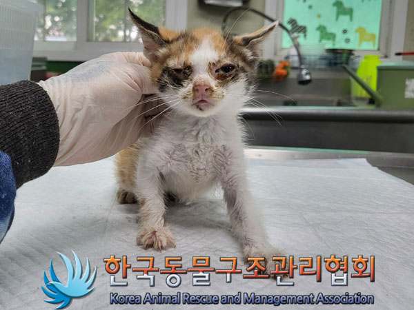 한국동물구조관리협회_411315202300422