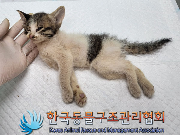 한국동물구조관리협회_411307202300237