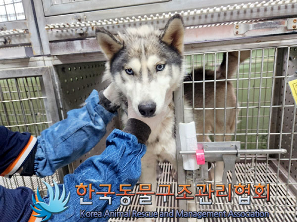한국동물구조관리협회_441406202300878