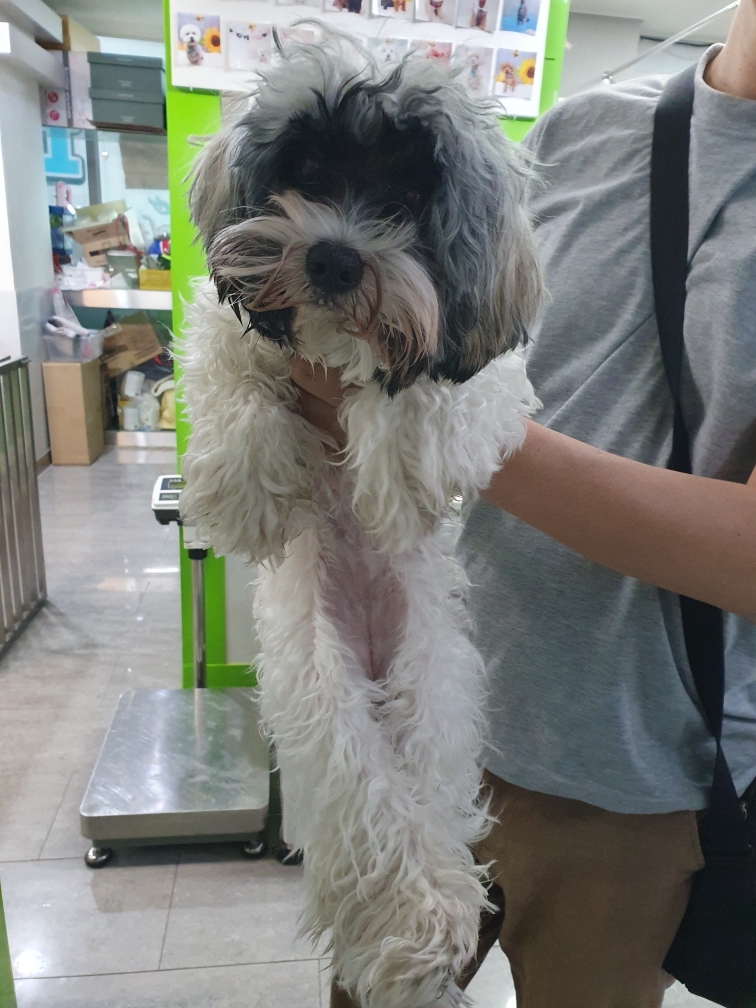 펫앤쉘터동물병원_441378202301109