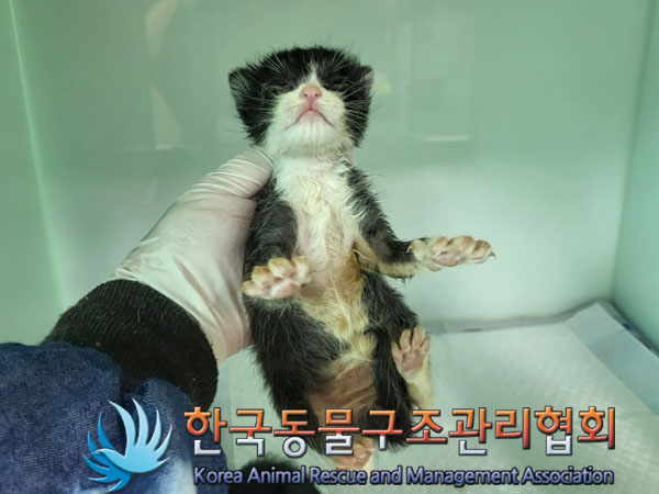 한국동물구조관리협회_411300202300239