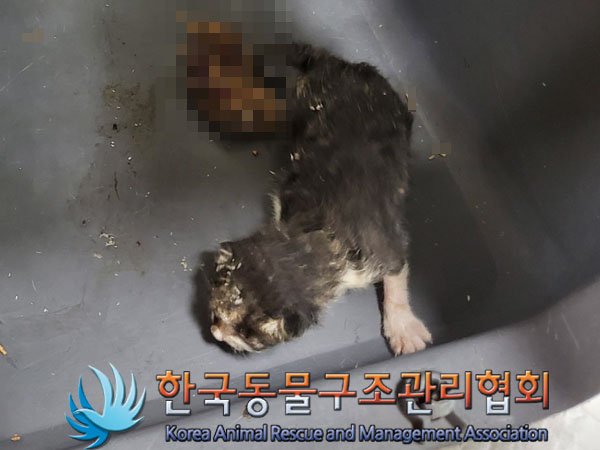 한국동물구조관리협회_411301202300329