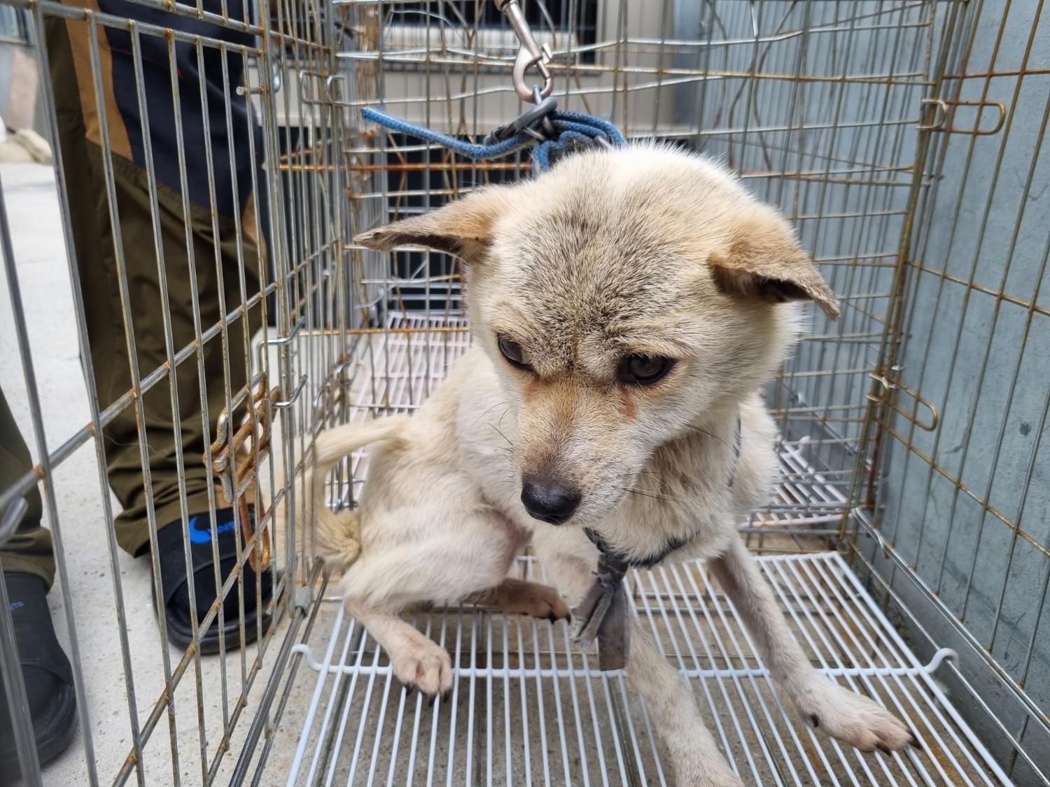 양산시 동물보호센터_448538202300364