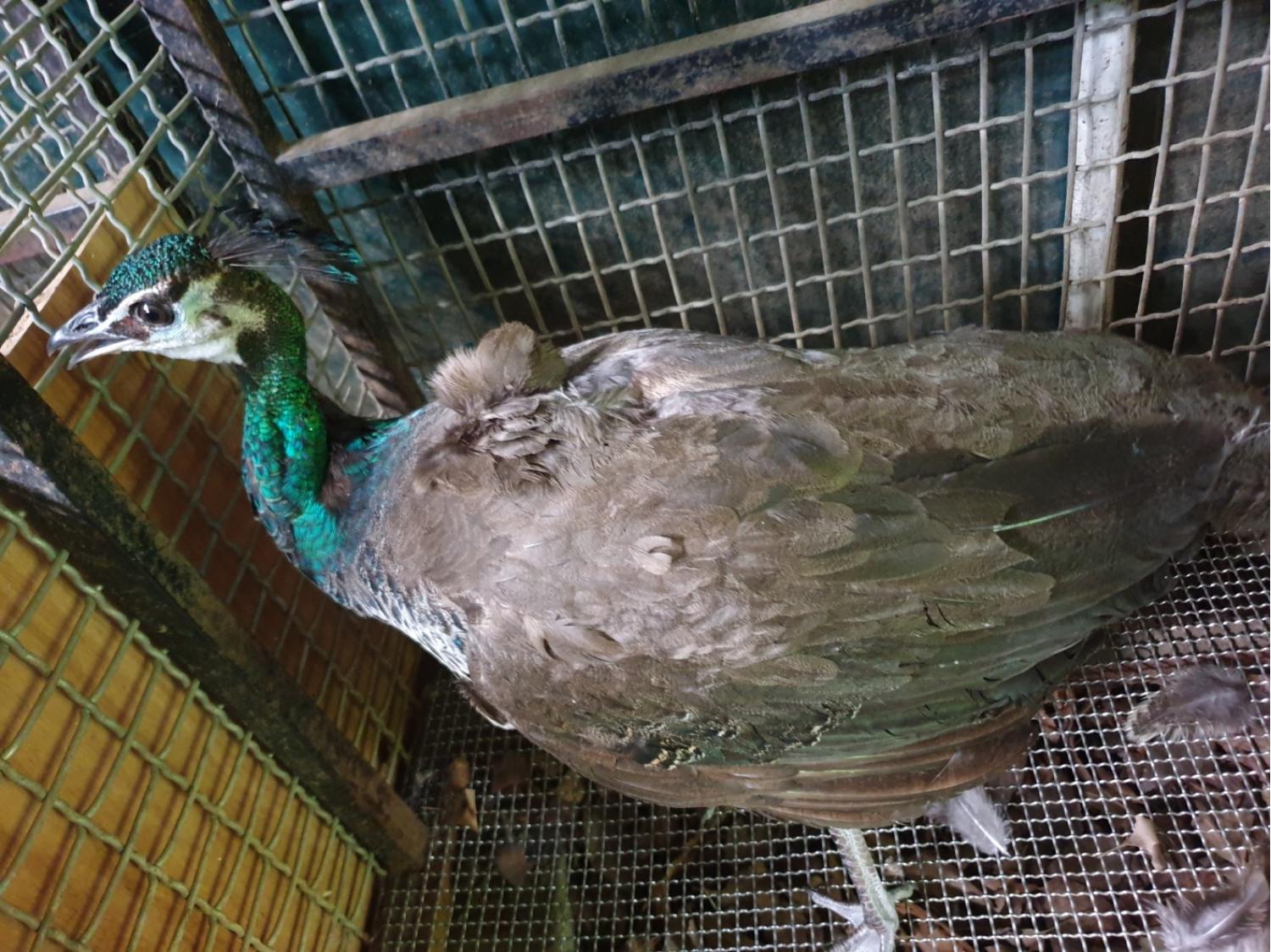 청도군동물보호소_447519202300167