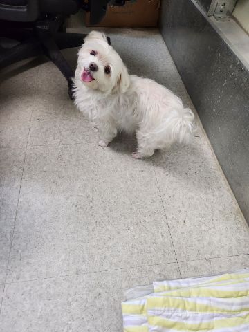 충주시동물보호센터_443439202300367