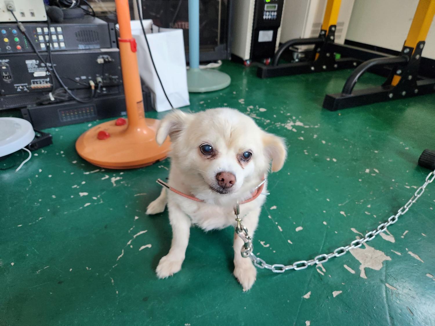 거제시유기동물보호소_448537202300682