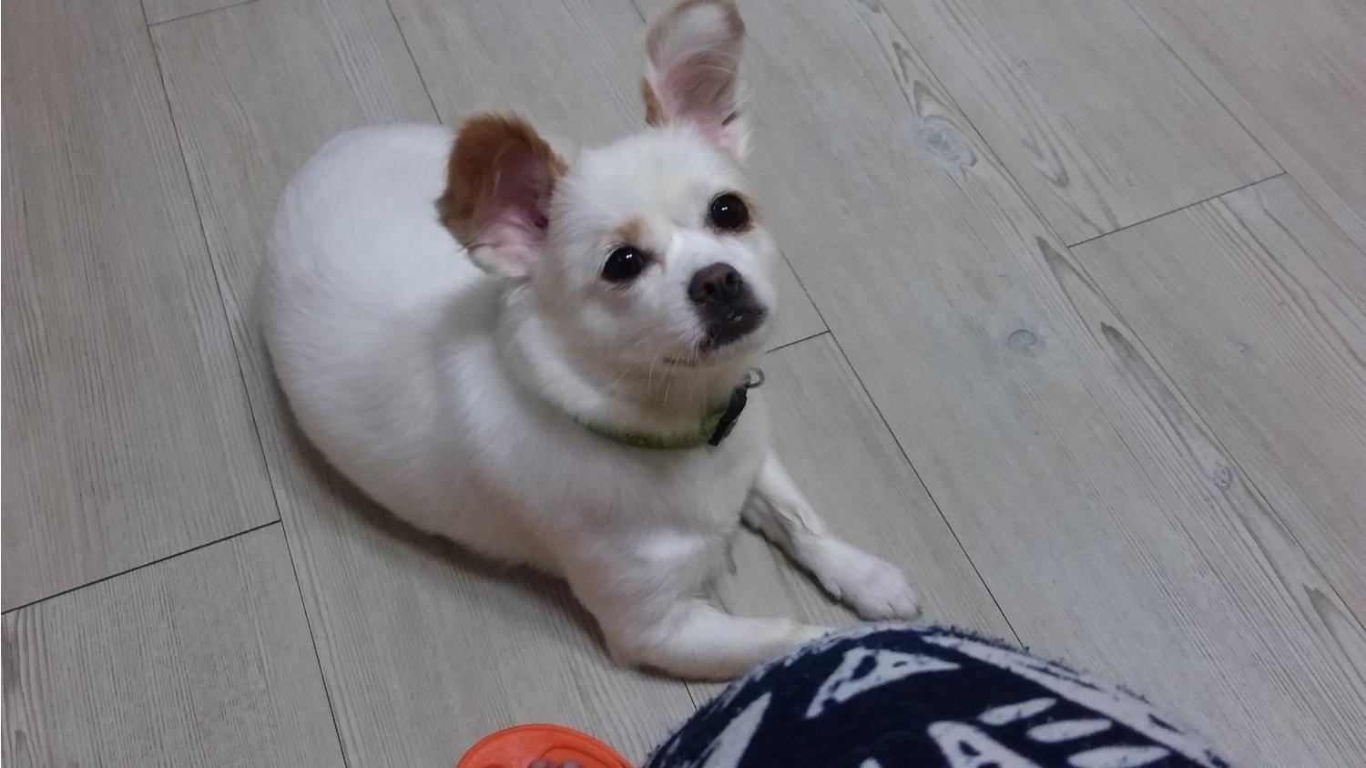 천안시유기동물보호소_444449202301458
