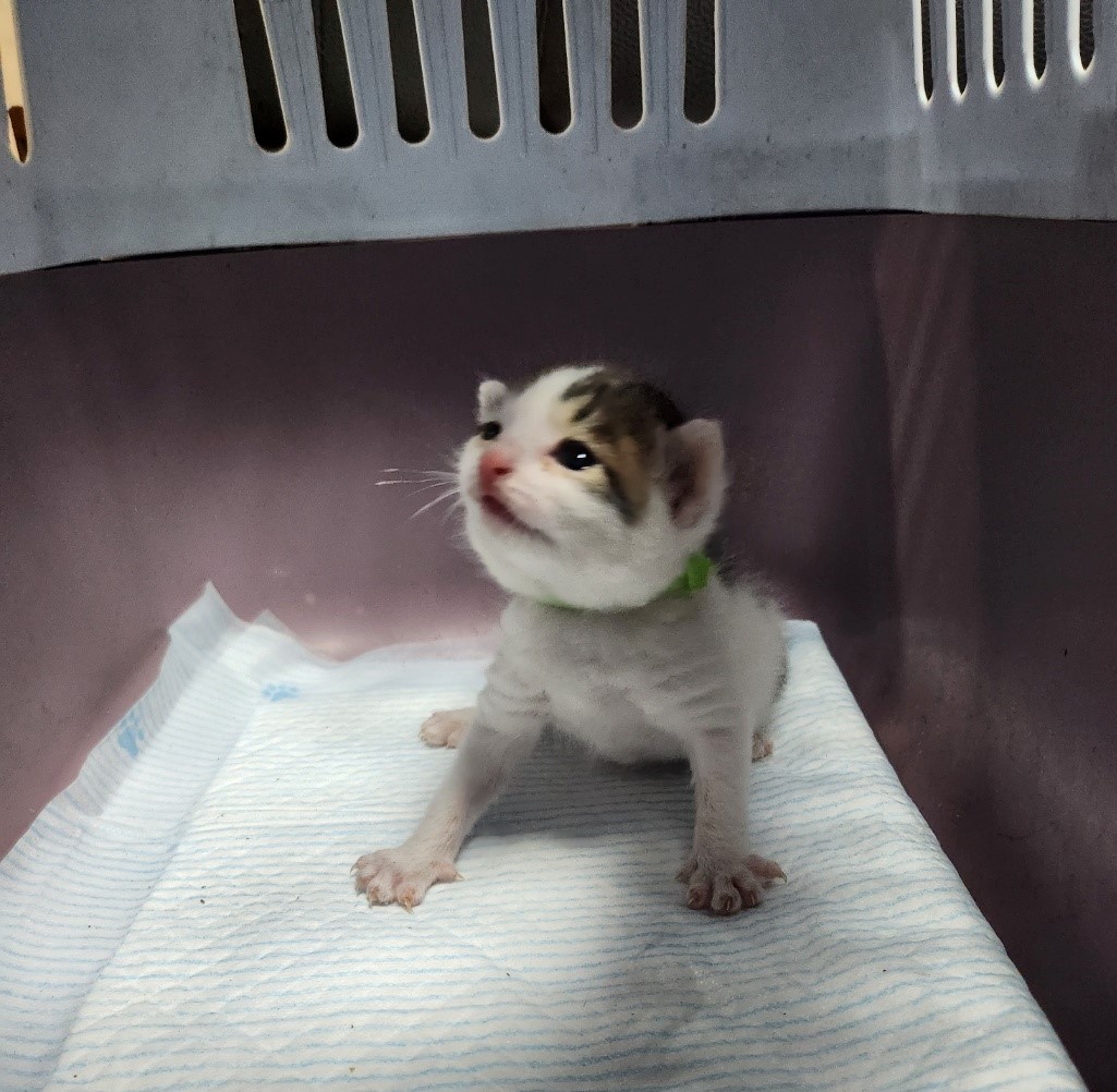 울산유기동물보호센터_431371202300289