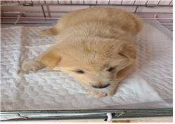 유기동물및관리협회_448535202300798