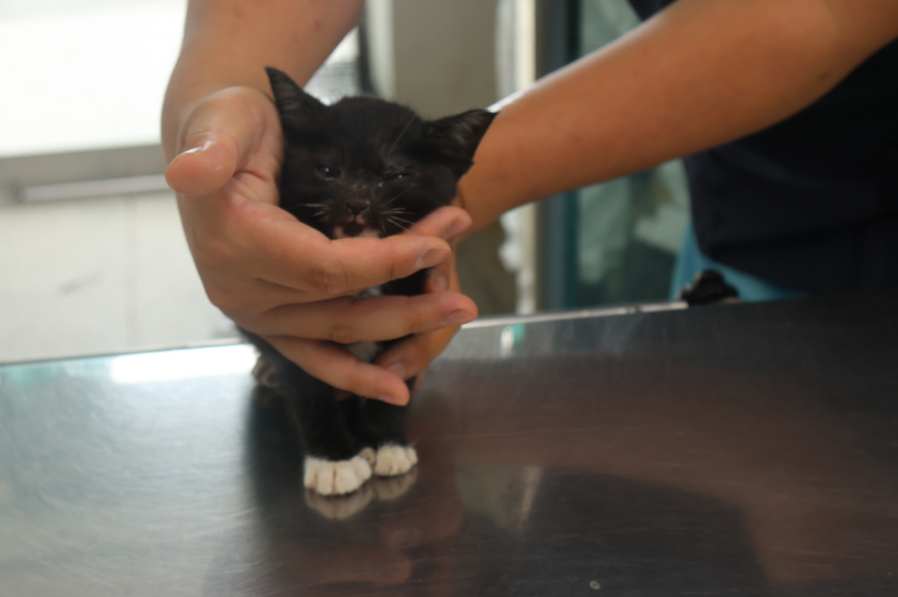 제주 동물보호센터_450650202302057