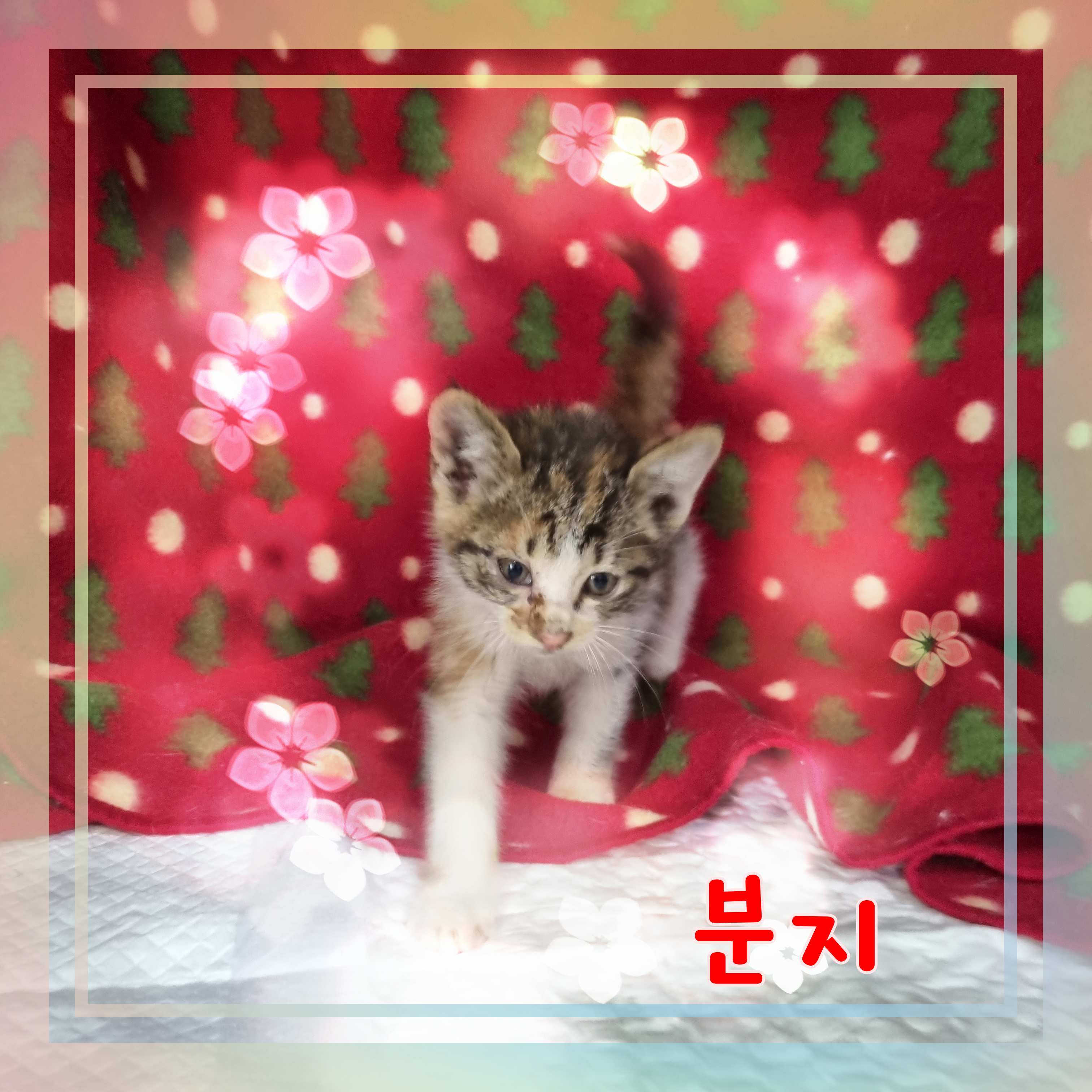 군산유기동물보호센터_445467202301094