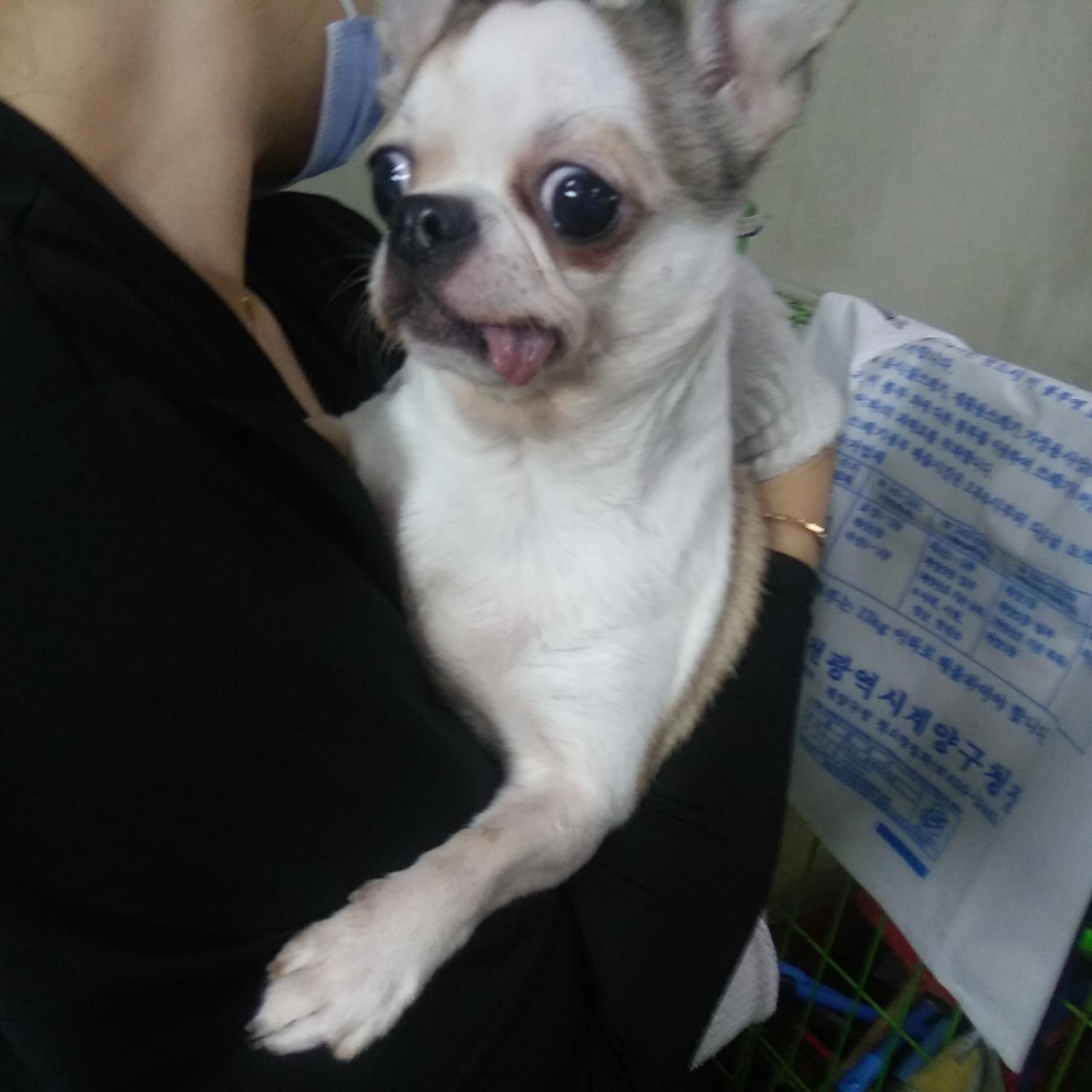 인천광역시수의사회_428351202300502
