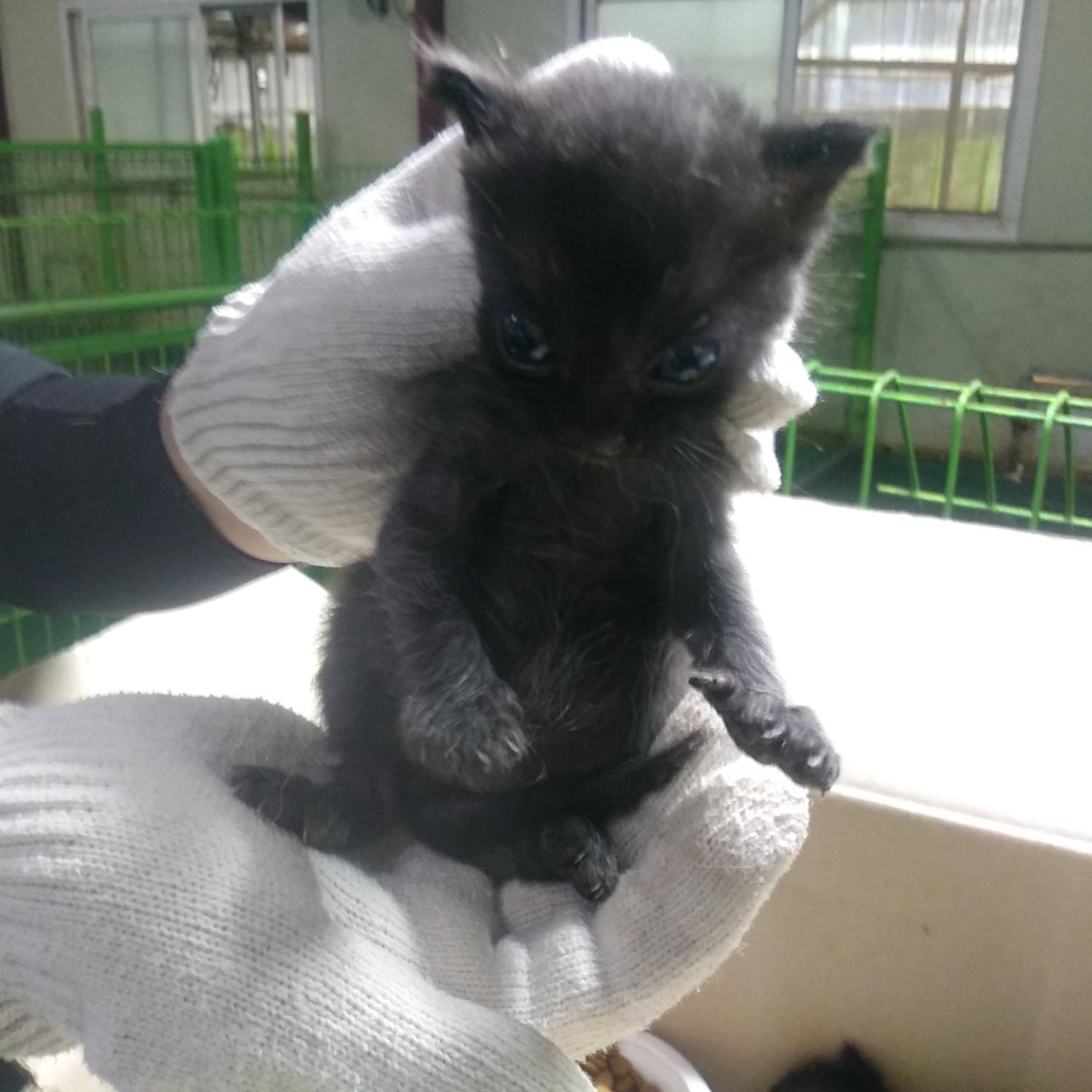 인천광역시수의사회_428351202300500