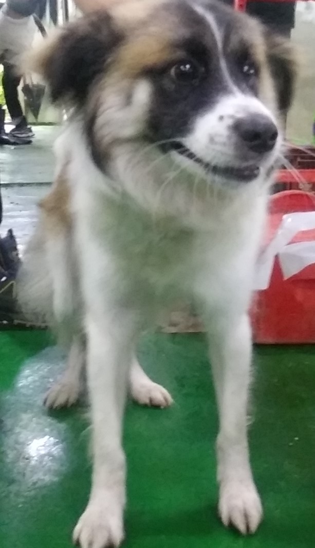 인천광역시수의사회_428351202300503