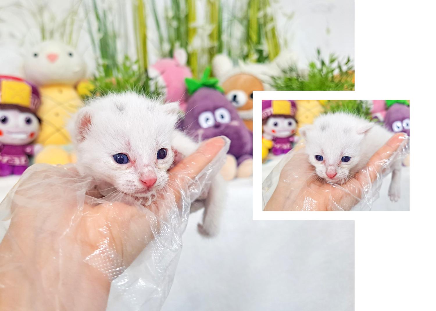 (사)영일동물플러스_447502202300628