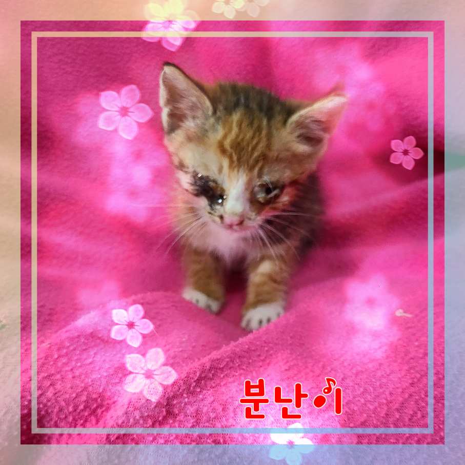 군산유기동물보호센터_445467202301095