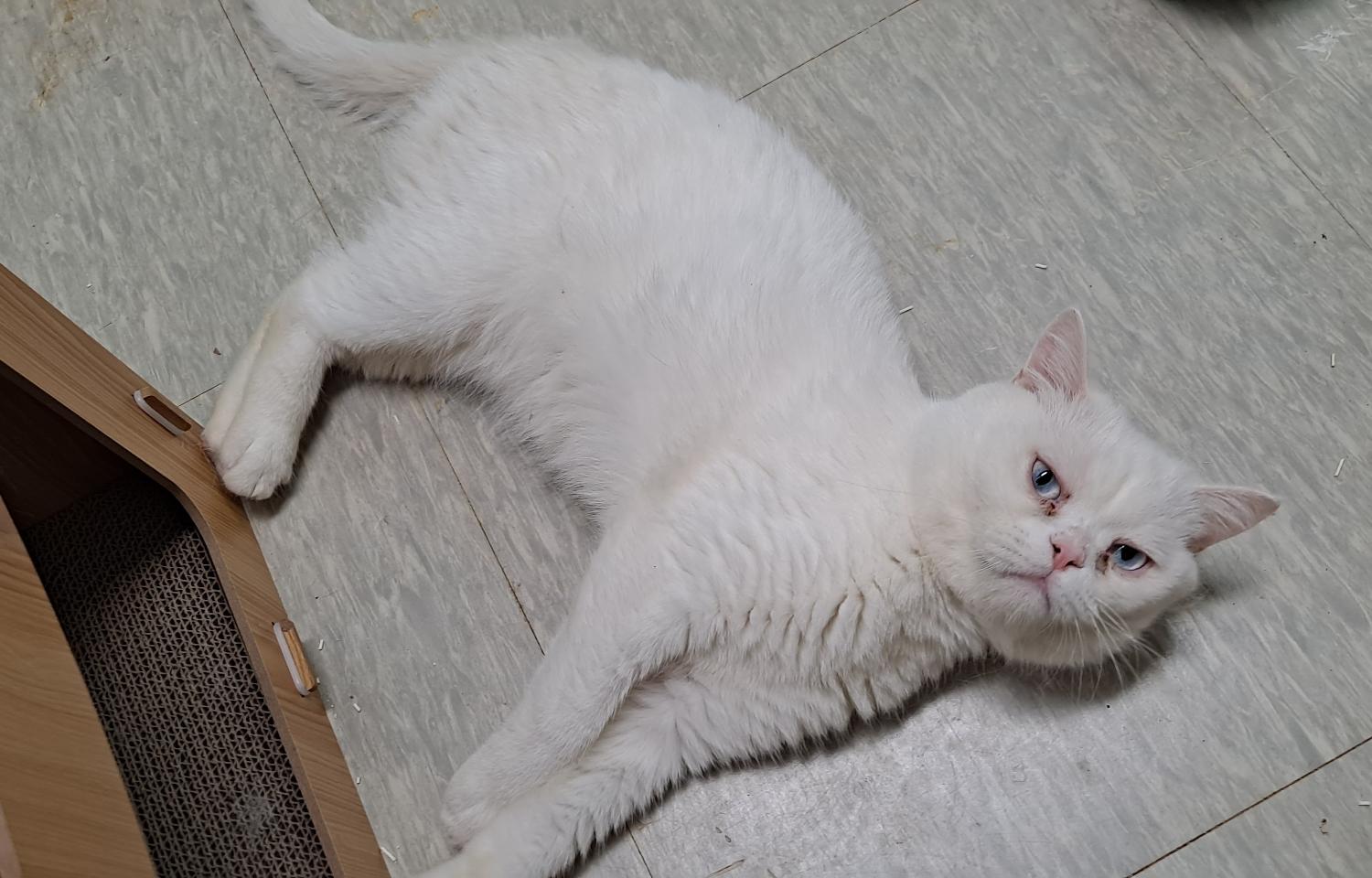 [고양이] 믹스묘 경기-수원-2023-00166 유기동물 배경 이미지 입니다.