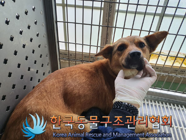 한국동물구조관리협회_441560202300813