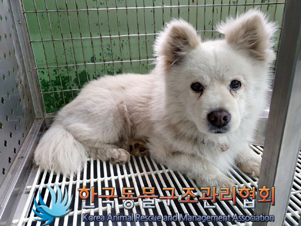한국동물구조관리협회_441409202300987