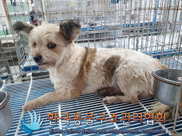 한국동물구조관리협회_441409202300986