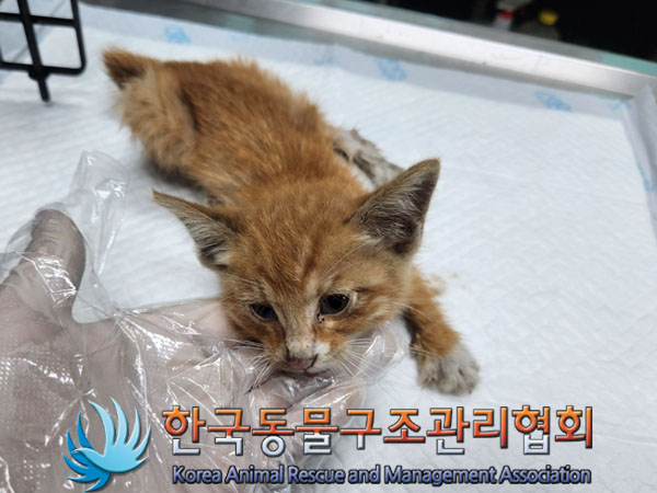 한국동물구조관리협회_411312202300431